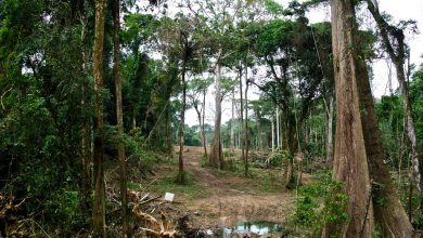 Cross River risks losing all of its forests soon – Official