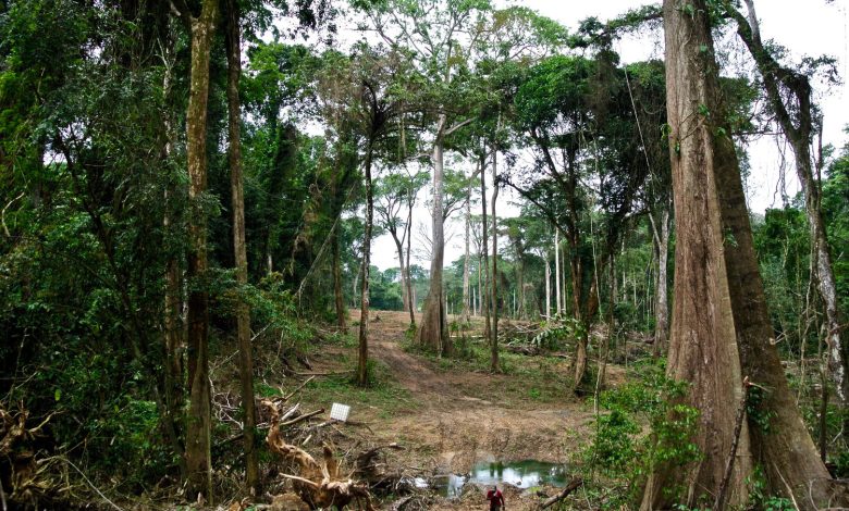 Cross River risks losing all of its forests soon – Official Cross River risks losing all of its forests soon – Official