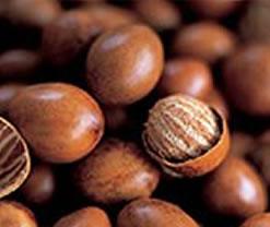 Nigeria bans export of raw Shea Nut Nigeria bans export of raw Shea Nut