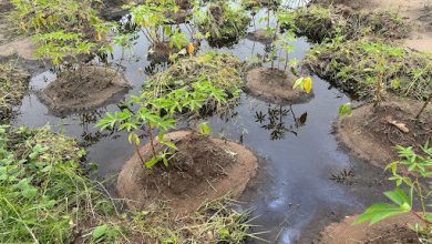 SPECIAL REPORT: Farmers, fishermen suffer as oil spills persist in Niger Delta communities