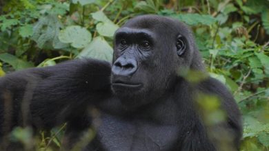 Wild Africa urges protection of Nigeria’s remaining 100 Cross River gorillas