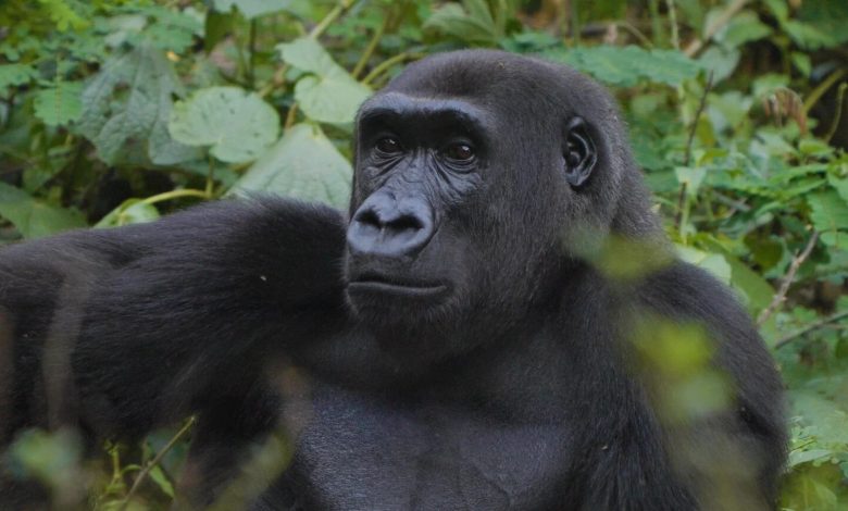 Wild Africa urges protection of Nigeria’s remaining 100 Cross River gorillas