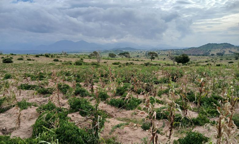 Nigerian university to offer selected students tuition-free agricultural programmes Nigerian university to offer selected students tuition-free agricultural programmes