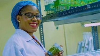 Africa Food Prize: IITA celebrates Nigerian scientist’s breakthrough in cassava, yam innovation