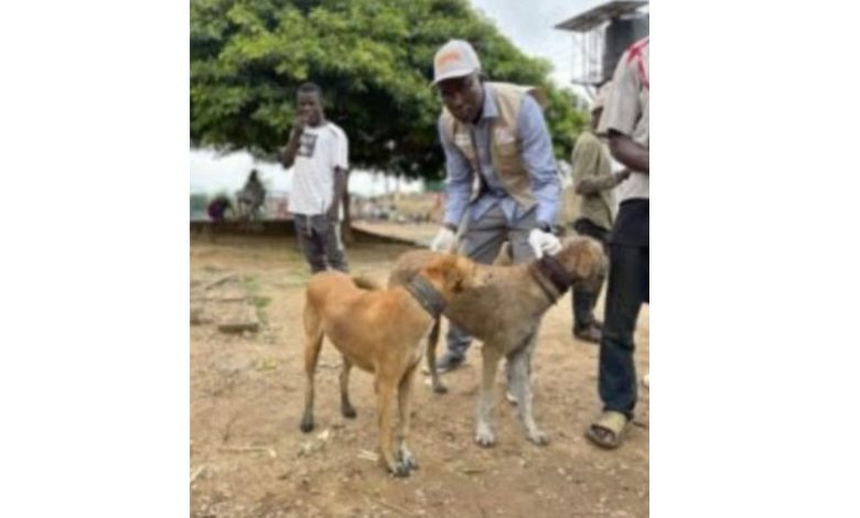 World Rabies Day: Nigeria requires 70% vaccination of its dogs to contain transmission