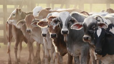 Livestock group to generate 36,000 jobs in Nigeria – Official
