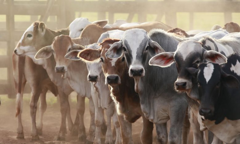 Livestock group to generate 36,000 jobs in Nigeria – Official Livestock group to generate 36,000 jobs in Nigeria – Official