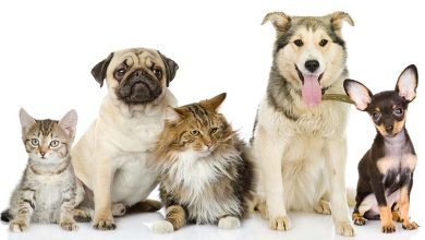 Group links dog, cat meat trade to diseases, wants ban across Africa