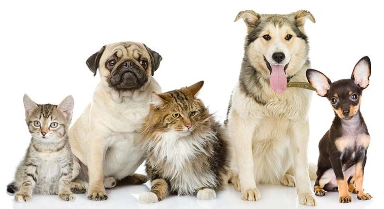 Group links dog, cat meat trade to diseases, wants ban across Africa Group links dog, cat meat trade to diseases, wants ban across Africa