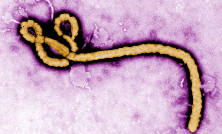 Ebola: 42 dead in DRC as cases rise to 64 – WHO