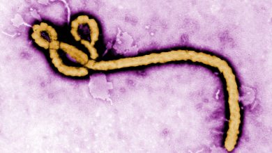 Ebola: 42 dead in DRC as cases rise to 64 – WHO