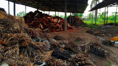 SPECIAL REPORT: Ondo’s bold palm oil push hampered by outdated practices