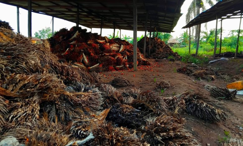 SPECIAL REPORT: Ondo’s bold palm oil push hampered by outdated practices SPECIAL REPORT: Ondo’s bold palm oil push hampered by outdated practices