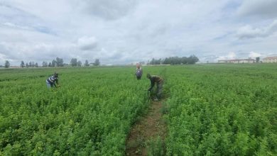 Plateau’s Alfalfa Project: Model for sustainable livestock farming in Nigeria – Experts