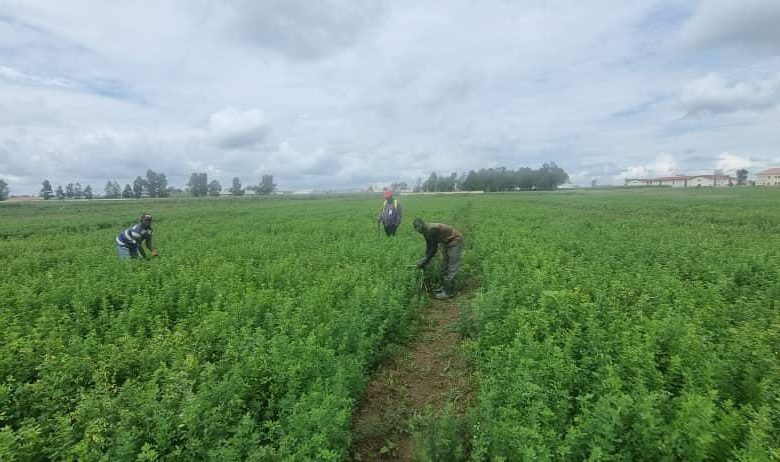Plateau’s Alfalfa Project: Model for sustainable livestock farming in Nigeria – Experts