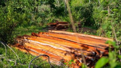 Inside Nigeria’s Criminal Rosewood Economy