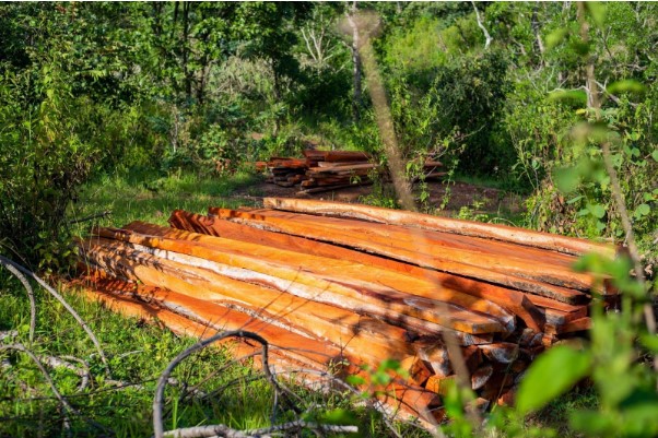 Inside Nigeria’s Criminal Rosewood Economy