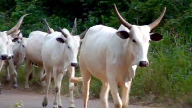 Two Men Arraigned For Stealing N26m Cows In Ogun Two Men Arraigned For Stealing N26m Cows In Ogun