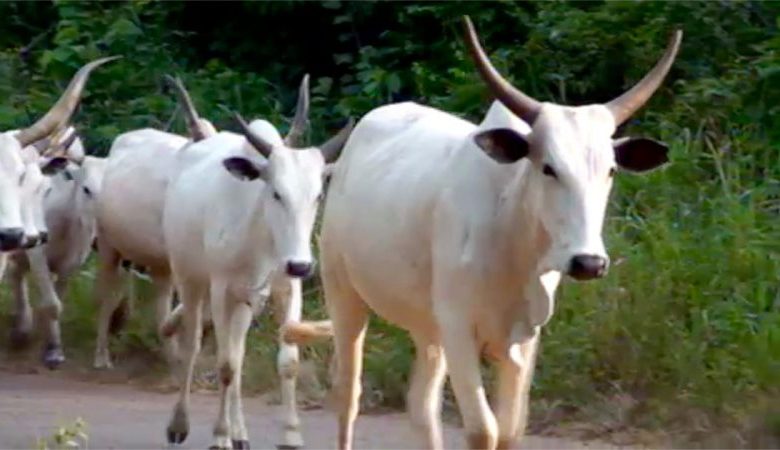 Two Men Arraigned For Stealing N26m Cows In Ogun Two Men Arraigned For Stealing N26m Cows In Ogun