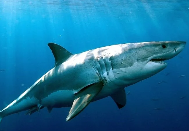 12-Year-Old Australian Bitten By Shark Dies