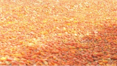 Farmers Record Losses As Tomato Price Crashes
