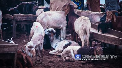 Katsina: Bandits Demand 700 Cattle, 1,000 Sheep From Residents, Issue Six-Day Ultimatum