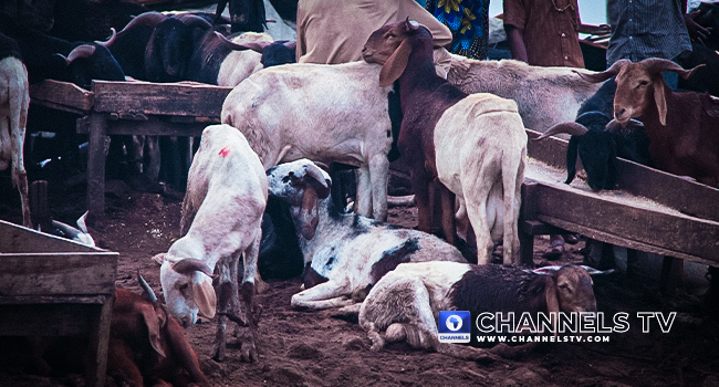 Katsina: Bandits Demand 700 Cattle, 1,000 Sheep From Residents, Issue Six-Day Ultimatum
