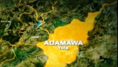 Suspected Poisonous Grass kills Over 80 Cattle In Adamawa