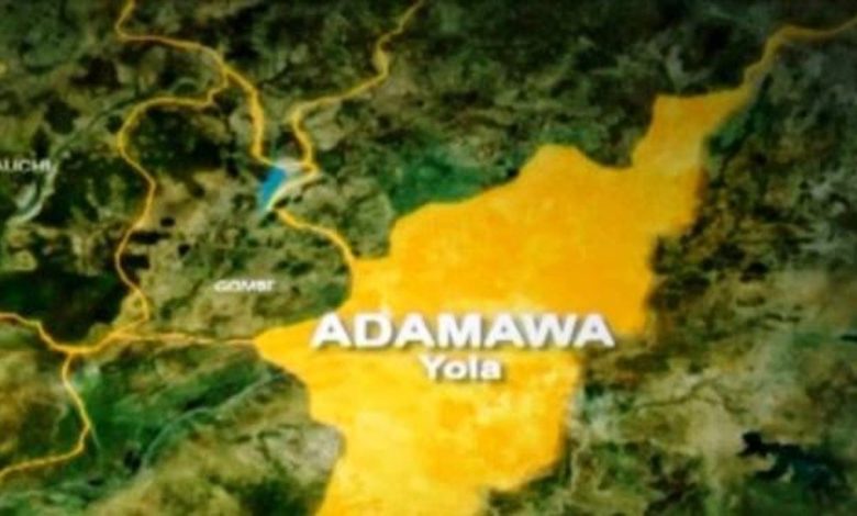 Suspected Poisonous Grass kills Over 80 Cattle In Adamawa