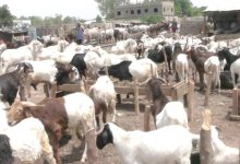 Eid-El-Kabir: Prices of Rams, Other Commodities Skyrocket As Muslims Prepare For Celebrations