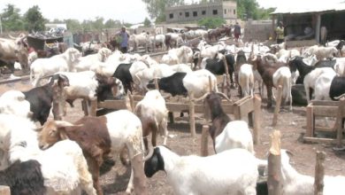Eid-El-Kabir: Prices of Rams, Other Commodities Skyrocket As Muslims Prepare For Celebrations