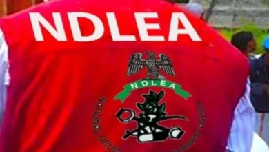 NDLEA uncovers Mexican Cartel Links To Methamphetamine Labs In Ogun, Oyo forests