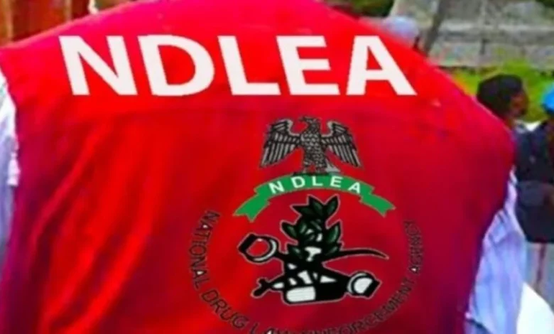 NDLEA uncovers Mexican Cartel Links To Methamphetamine Labs In Ogun, Oyo forests